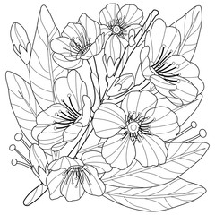 Blossoming almond tree branch with flowers. Vector black and white coloring page.