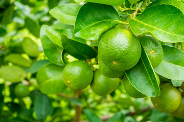Fresh green lemon limes on tree in organic garden