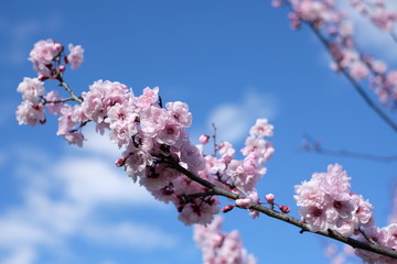 Blossom