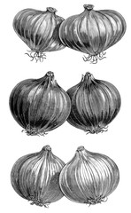 Illustration of vegetables. Onion