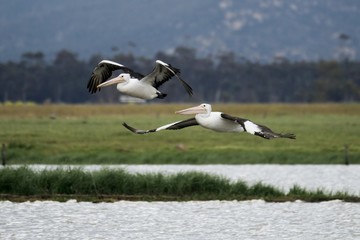 Pelicans in flight
