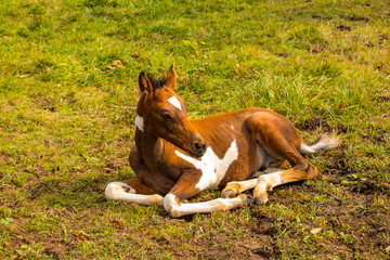 brown and white foal sitting on the ground