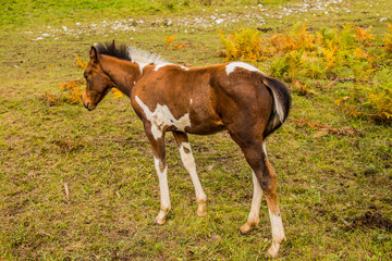 foal standing in a green field