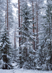 Spruce tree forest covered by fresh snow during winter Christmas time