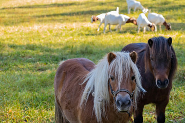 Naklejka na ściany i meble two ponies in the background goats