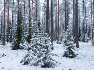 Spruce tree forest covered by fresh snow during winter Christmas time