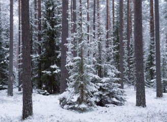 Spruce tree forest covered by fresh snow during winter Christmas time