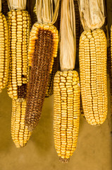 Hanging Corn Cobs