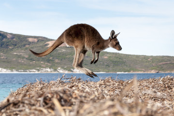 kangoeroe Australië