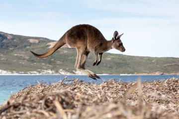 Zelfklevend Fotobehang Kangoeroe kangoeroe Australië