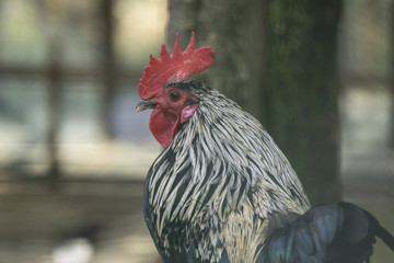 Black cock head closeup.