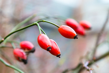Autumn branch of an orange hips on a blurred background of a bush close macro