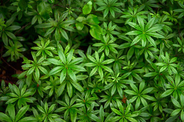 Fototapeta premium Green leaf background