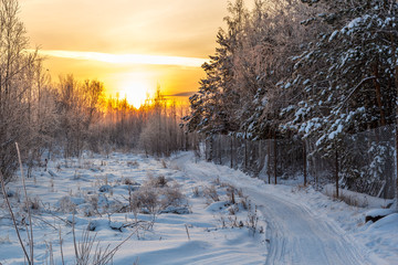 Fototapeta premium Sunset over the forest