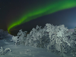 Winter,snow on the trees and Aurora,Northern lights in the night sky.
