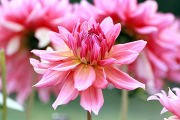 花畑のピンクのダリア