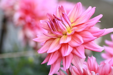 花畑のピンクのダリア