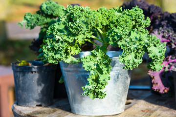 Green kale plant in zinc planter or pot. - 182024066