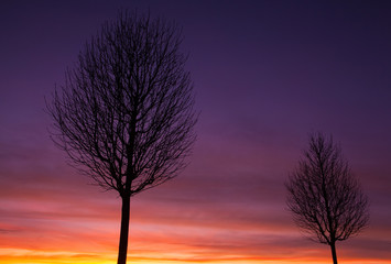 Obraz na płótnie Canvas The alley of trees at sunset