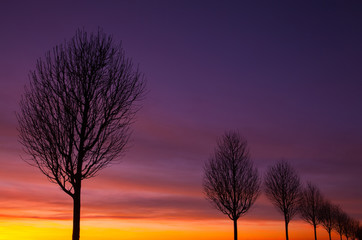 Obraz na płótnie Canvas The alley of trees at sunset
