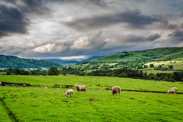 Naklejka premium Sheeps grazing on pasture in District Lake, England, Europe