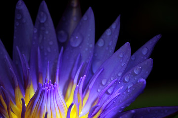 Beautiful purple lotus flowers,The top view of pink flower or lotus flower using as background and wallpaper.