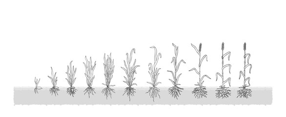 Есо winter-wheat grows from the seed stage plant growing White Background