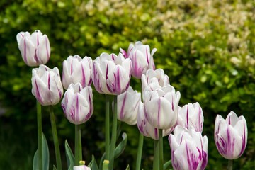 White with pink tulips in the park in spring