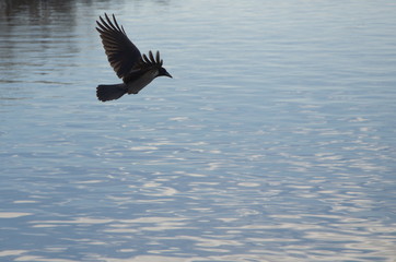 crow