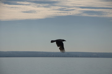crow over horizon