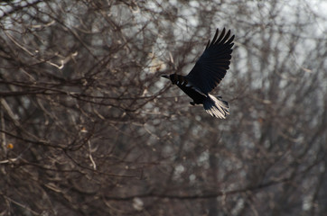 crow