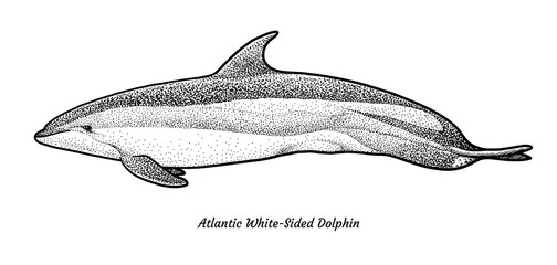 Fototapeta premium Atlantic White-sided dolphin illustration, drawing, engraving, ink, line art, vector
