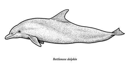 Bottlenose dolphin illustration, drawing, engraving, ink, line art, vector