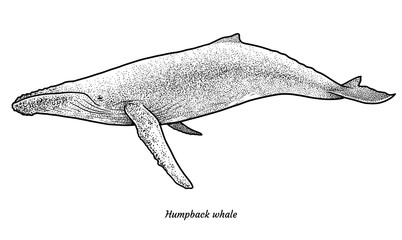 Humpback whale illustration, drawing, engraving, ink, line art, vector