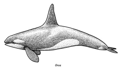 Killer whale illustration, drawing, engraving, ink, line art, vector