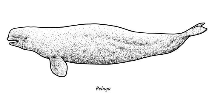 Beluga illustration, drawing, engraving, ink, line art, vector