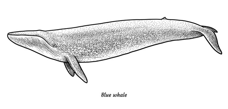 Blue whale illustration, drawing, engraving, ink, line art, vector