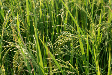 rice field