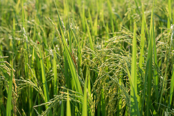 rice field