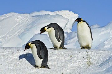 Fototapeta na wymiar Emperor penguins(aptenodytes forsteri)with Chicks in a colony in the Davis sea,Antarctica