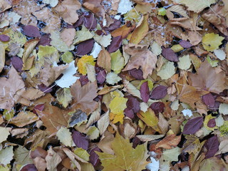 El color del otoño