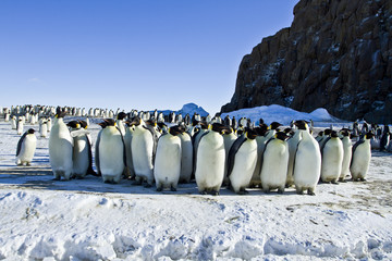 Emperor penguins(aptenodytes forsteri)with Chicks in a colony in the Davis sea,Antarctica