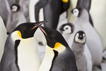 Emperor penguins(aptenodytes forsteri)with Chicks in a colony in the Davis sea,Antarctica