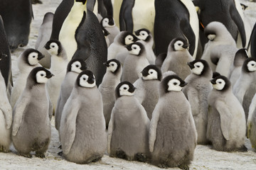 Emperor penguins(aptenodytes forsteri)with Chicks in a colony in the Davis sea,Antarctica