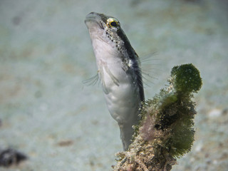 Variable Fangblenny, Variabler Säbelzahnschleimfisch (Petroscirtes variabilis)