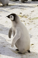 Chick the Emperor penguin(aptenodytes forsteri)colonies in the Davis sea,Antarctica