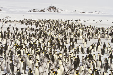 Obraz premium Emperor penguins(aptenodytes forsteri)with Chicks in a colony in the Davis sea,Antarctica