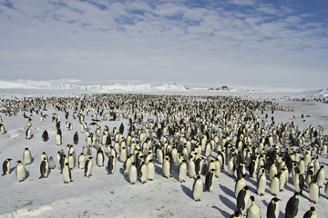 Emperor penguins(aptenodytes forsteri)with Chicks in a colony in the Davis sea,Antarctica