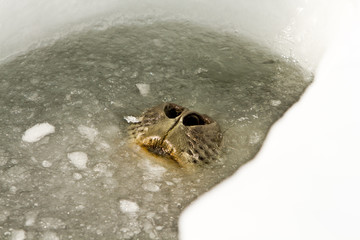 Weddell seal(leptonychotes weddellii)stuck his head out from the hole in the Davis sea,Antarctica