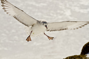 Silver-grey Petrel(southern Fulmar)(fulmarus glacialoides)in the spring,during the formation of breeding pairs,Antarctica